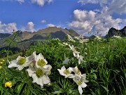 32 Anemonastrum narcissiflorum (Anemone narcissino) con vista sul Monte Spondone a sx e Corno Branchino a dx